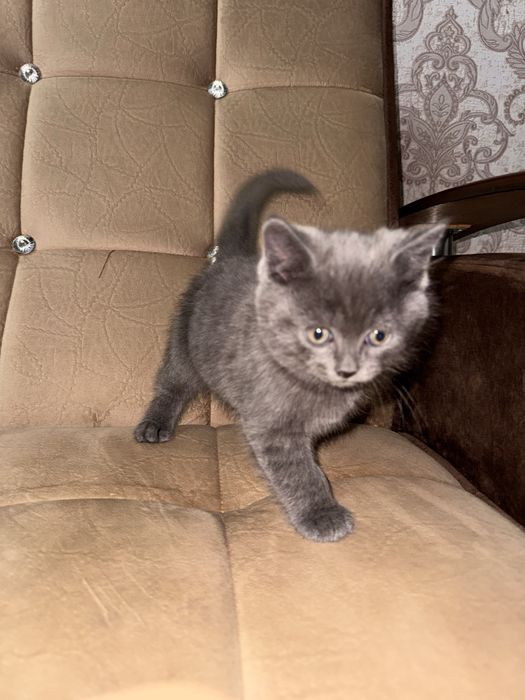 Скоттиш страйт девочка