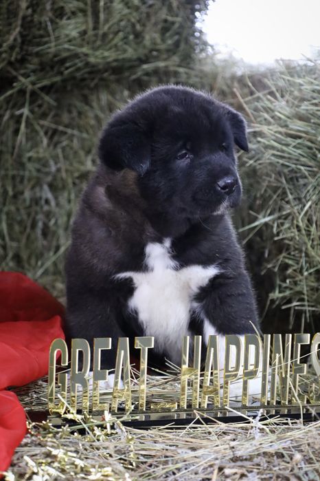 Отличные щенки Американской Акиты