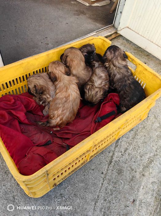 Пекинез кралски куче