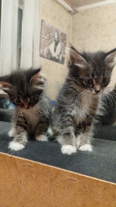 Котята бесплатно