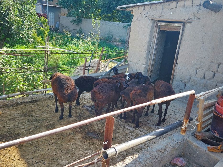 Narxi kelishiladi.