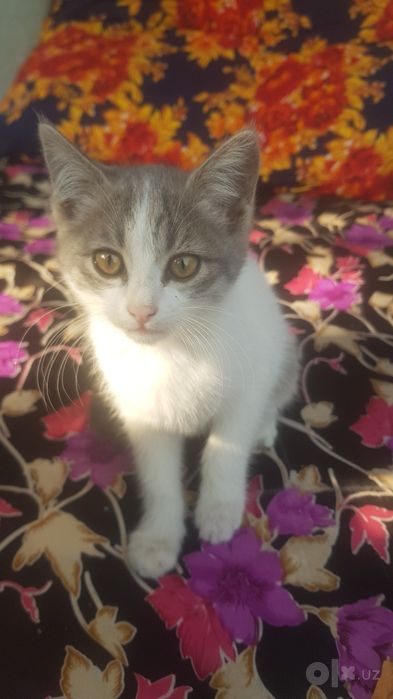 Котята в добрые руки, цена символичиская для корма