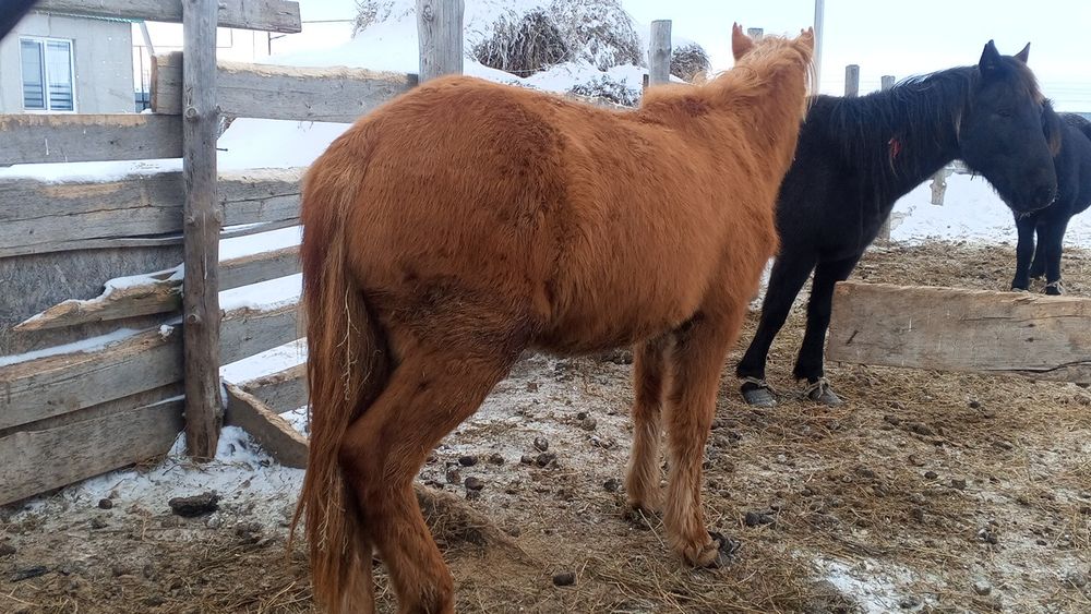 Донен сатылады Белесте