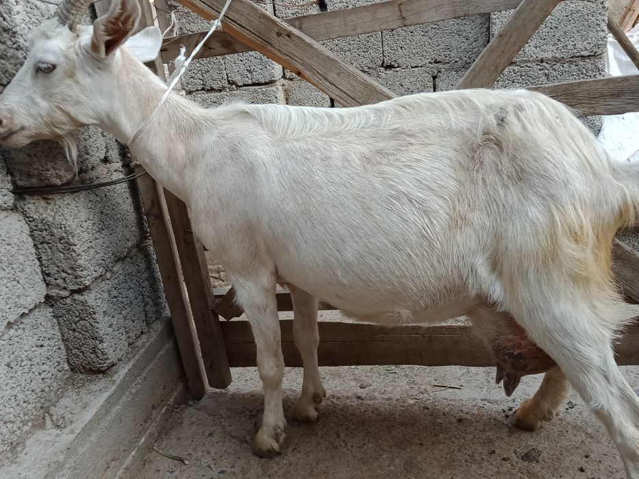 Козье козье ешкі ешкі