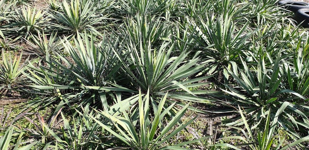 Yukka Filamentosa