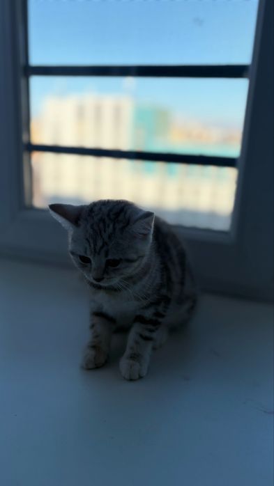 Продается котенок