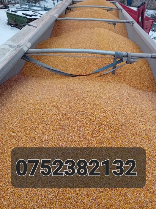 Vând porumb  producție 2025