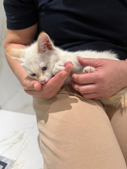 Котенок 3 мес ищет дом