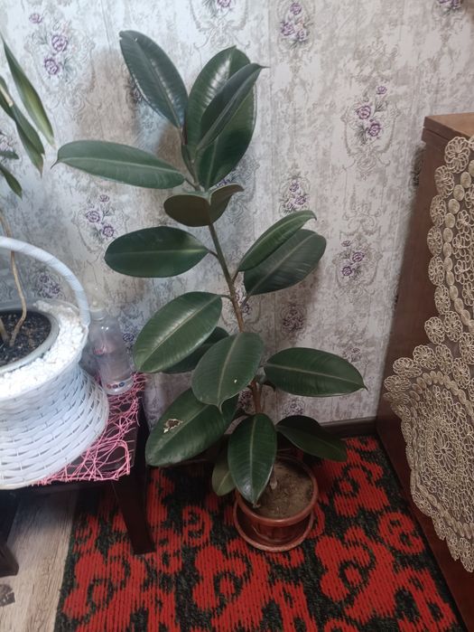 Продам фикусы,есть две штуки