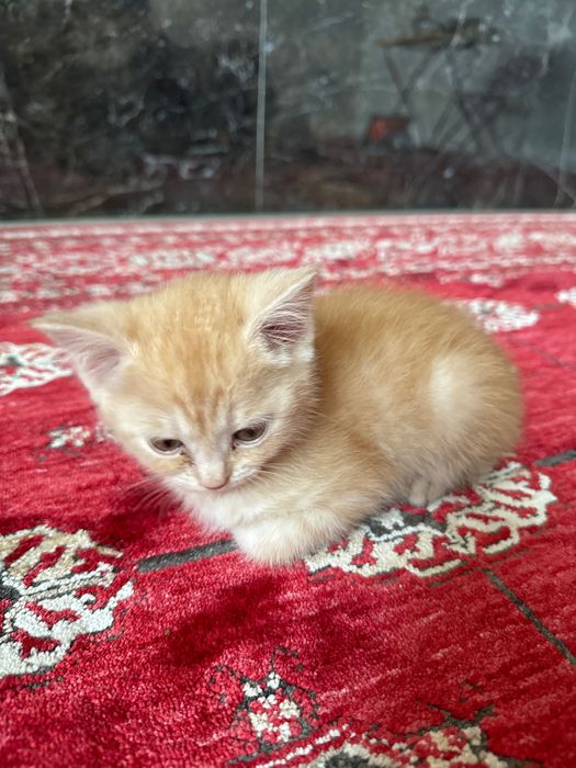 Котик 2 месяца. Шотландский