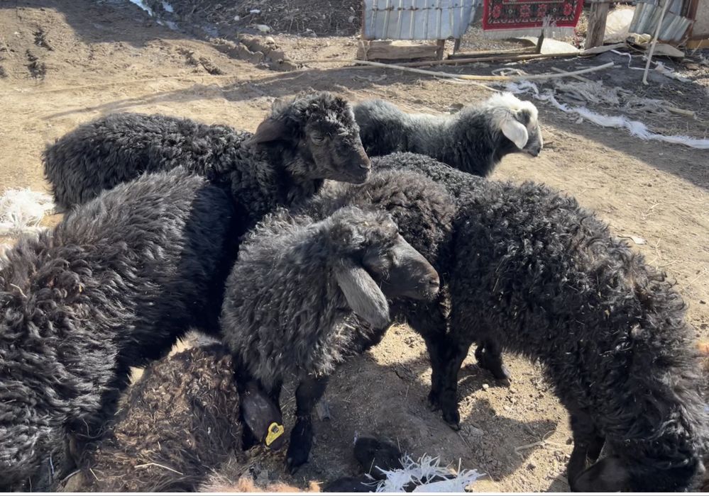 Продам ягнят 7 голов 1,5-3 месяцев из них 5 ярки и 2 кошкар