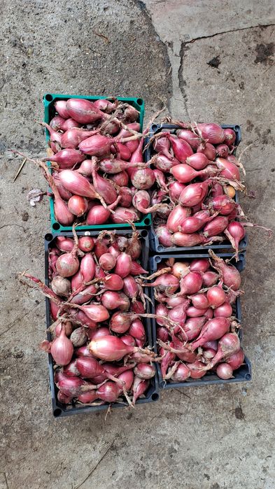 Ceapă de apă.     .