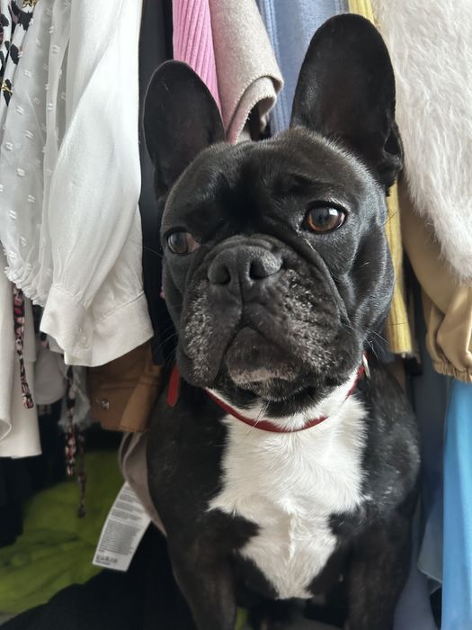 Adoptie Buldog francez