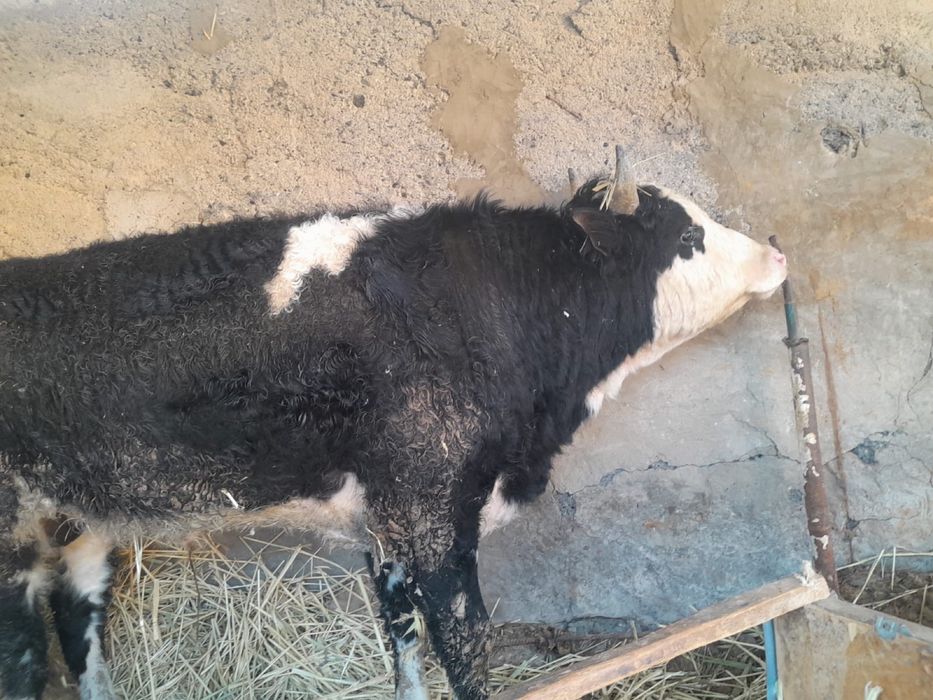 Семіз бұқа сатылады