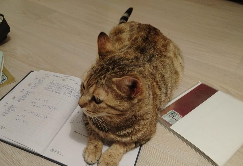 Взрослая кошка мышеловка
