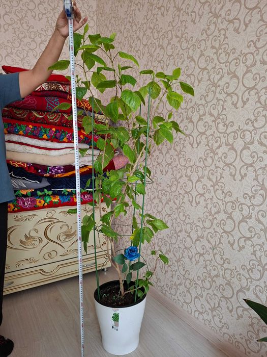 Домашный разные цветы