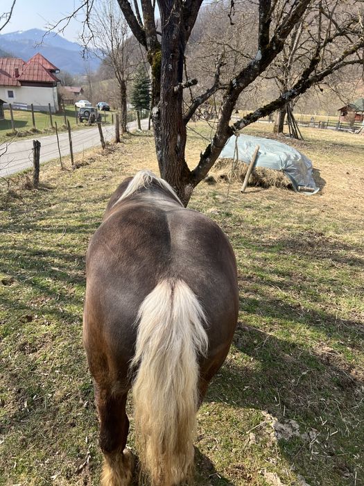 Armasar Comtois in primavara face 3 ani