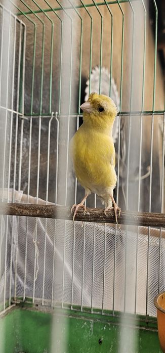 Продаётся срочно Кенар чубаты