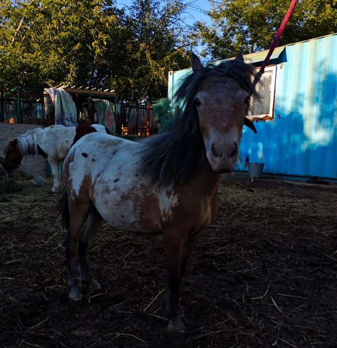 Продам пони аппалуза
