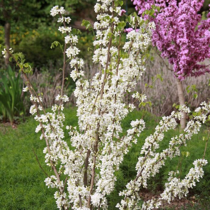 Cercis Canadensis (Arborele Iudei )