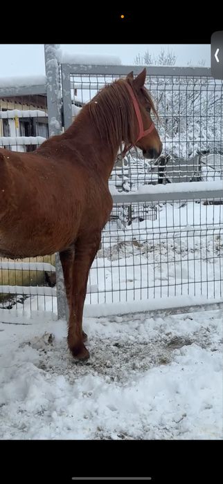 Iapă fără defecte de vânzare