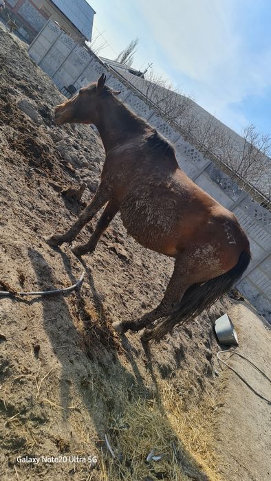 2 бас буаз бие сатылады