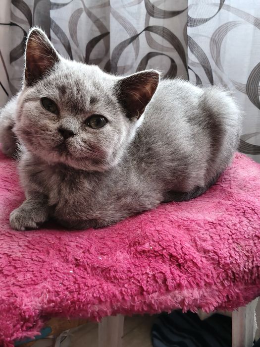 Продам британского мальчика