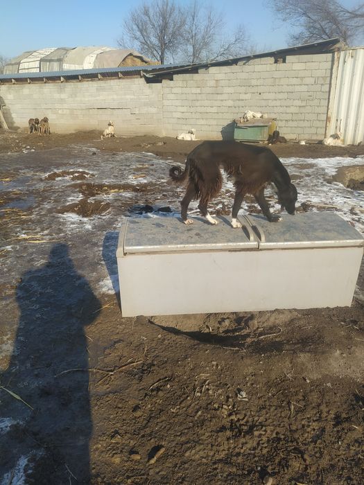 Продаются тазы .