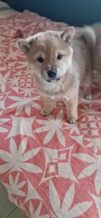 Кученца Шиба ину