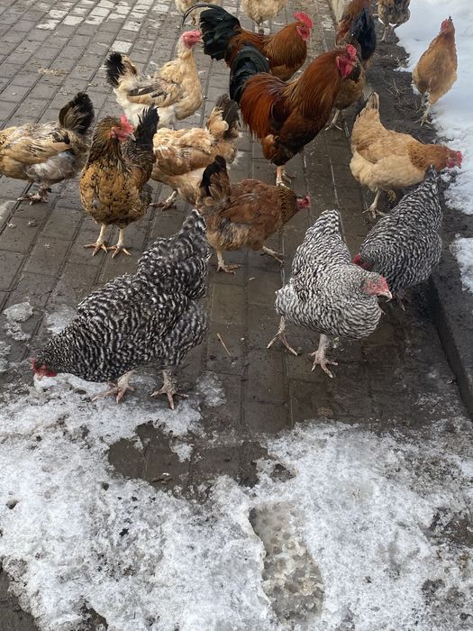 Продам кур и петехов