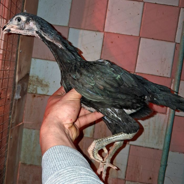 На продаже курочки!