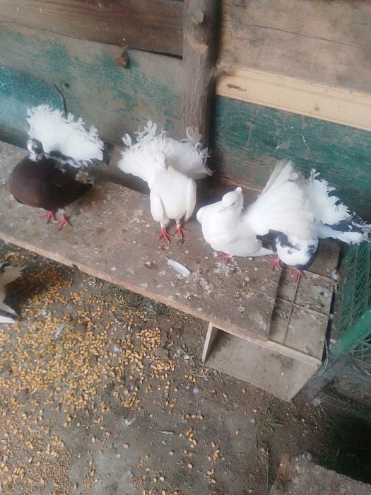 Porumbei de vânzare