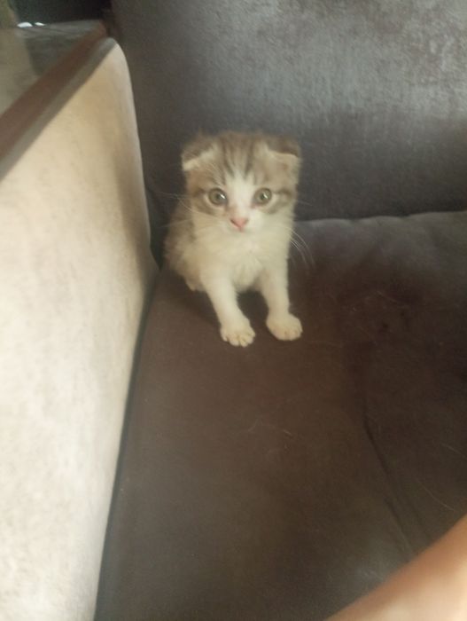 Зотдор мушуклар сотилади