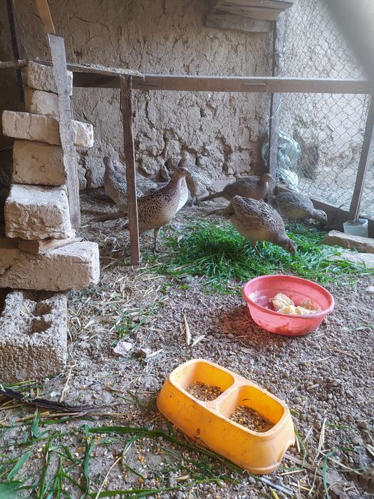 Kavkaz qirg'ovul makiyonlari sotiladi