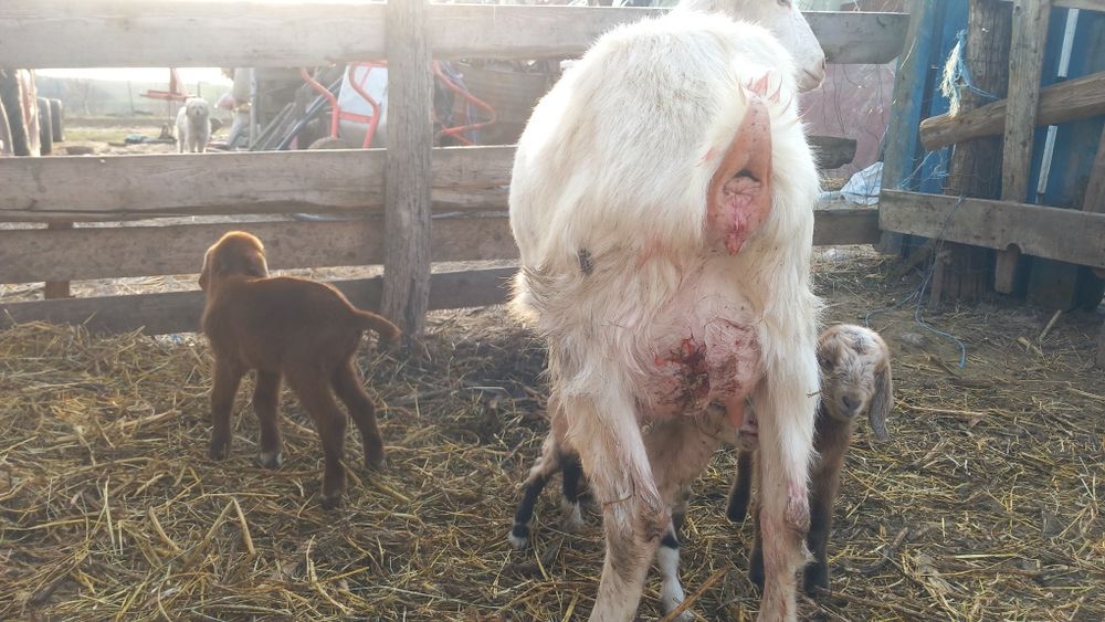 Vând capre tinere la prima și a doua fătare