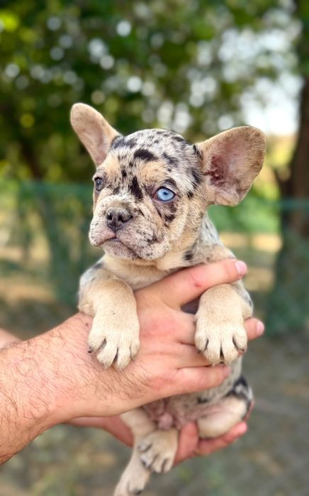 Bulldog francez blue merle băiețel