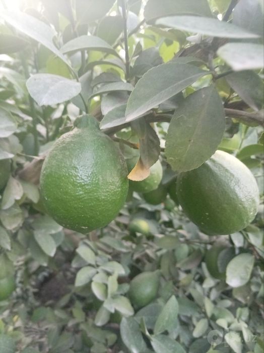 Mestniy limonlar