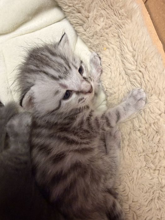 Кошка шотландская