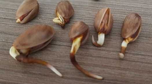 Продавам фиданки Шам фъстък Целогодишно разсаждане!