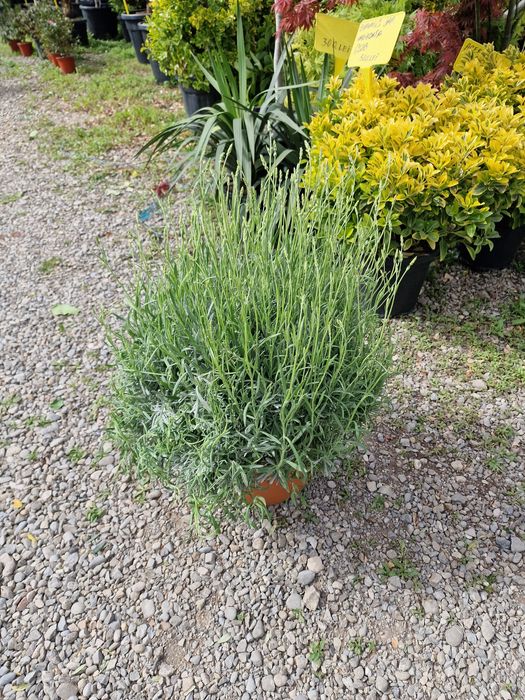 Vand lavanda angustifolia
