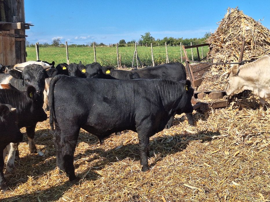 Vând angus cu pedigree si belgieni!