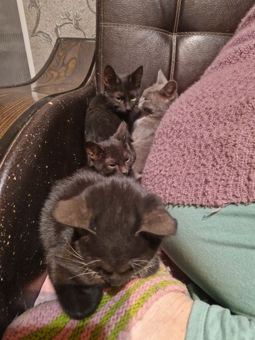 Котята в добрые руки