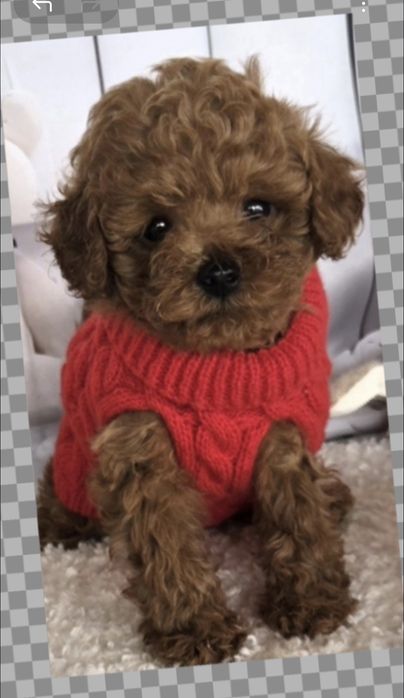 Пудел той /Poodle toy /с генетични  тестове на родословие