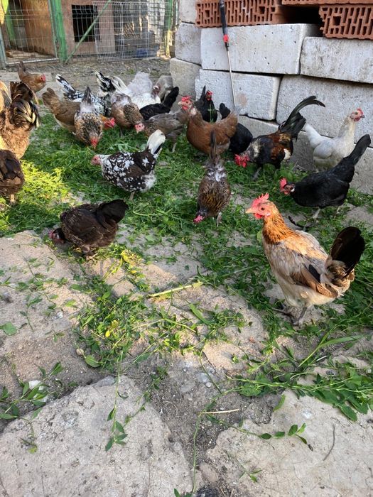 Vând găinușe și cocoși pitici!