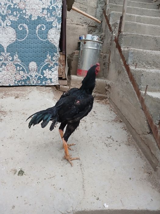 8 oylik juja kateyski hali uyushmagan