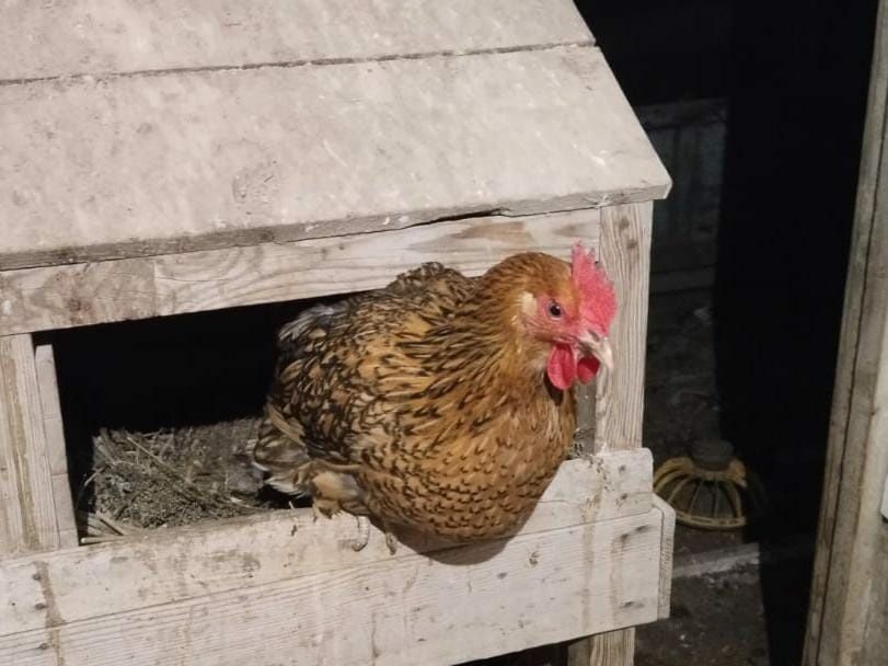 Продам цыплят суточных