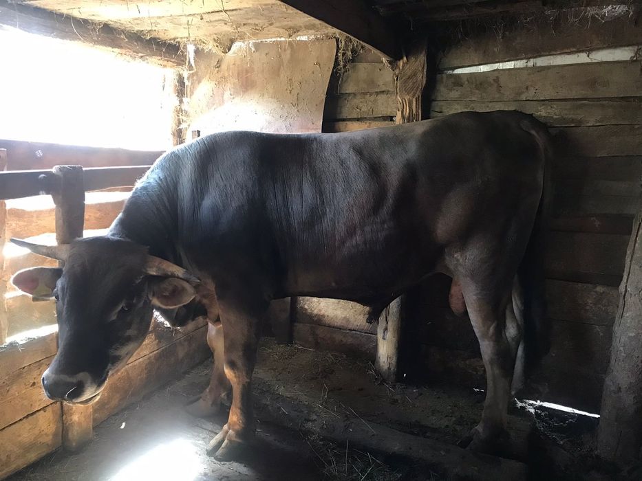 Продам Алатауского Быка