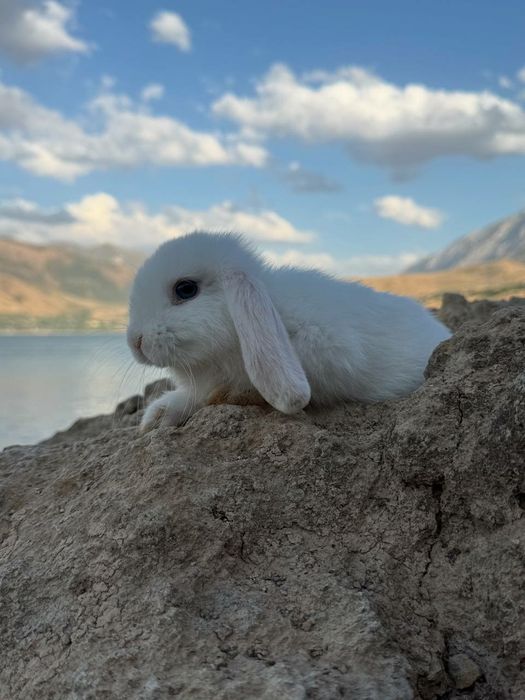 Quyon. Кролик. Dekorativ Karlik Baran quyonchalar
