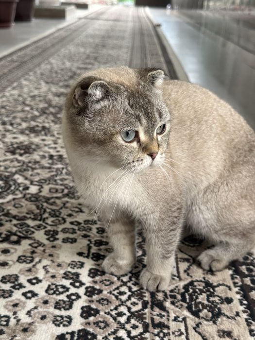 Scottish Fold urg’ochi mushuk sotiladi