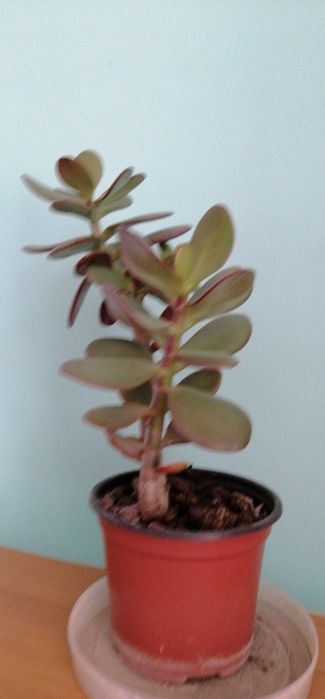 Продам денежное дерево